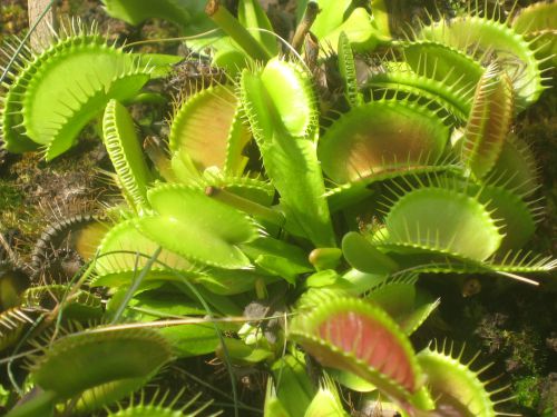 Dionaea muscipula prostree
