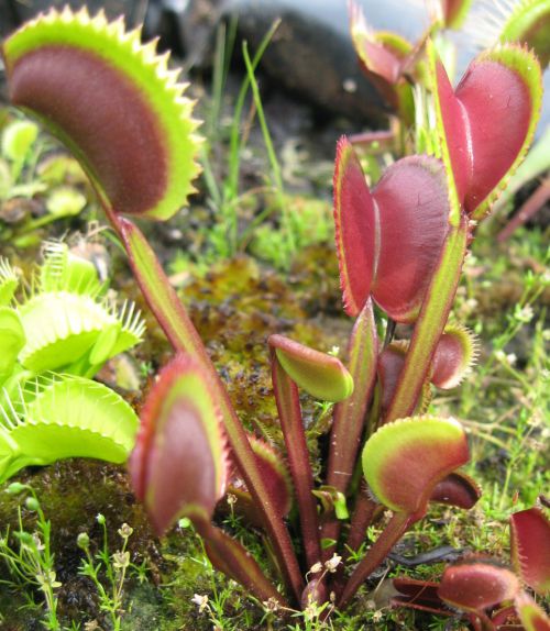 Dionaea 'Red Pirhana'