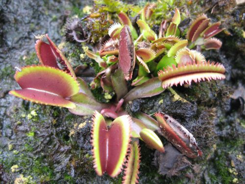 Dionaea 'Red sawtooth'