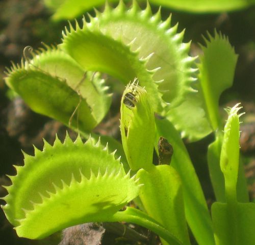Dionaea 'shark teeth'