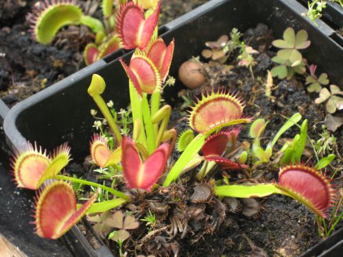 Dionaea 'South west giant'