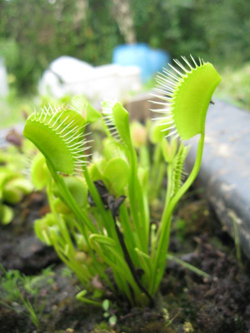 Dionaea 'Spider'