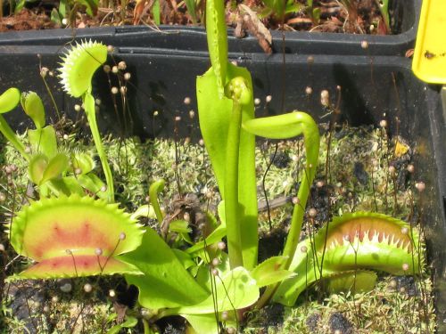 Dionaea 'UK Sawtooth 2'