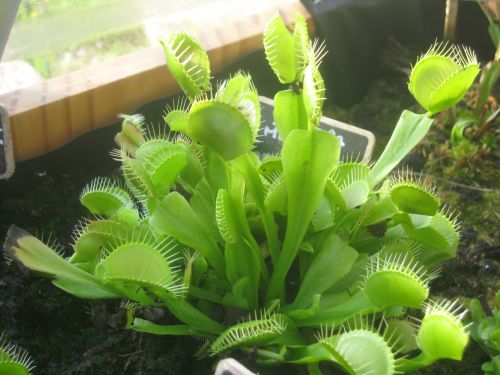 Dionaea muscipula f. érigée