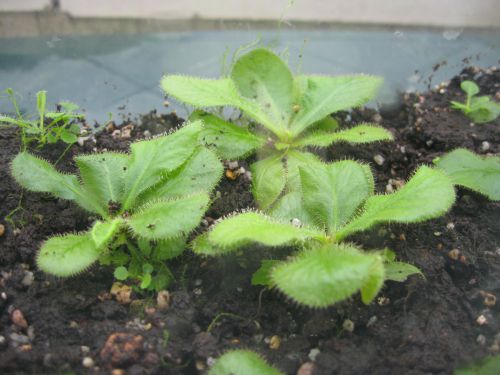 Drosera schizandra