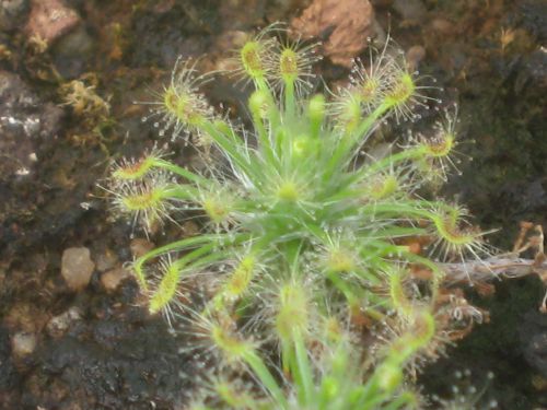 Drosera barbigera ssp. silvicola