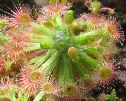 Drosera callistos