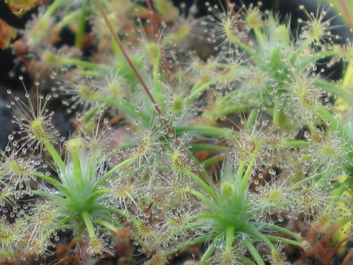 Drosera dichrosepala var. enodes