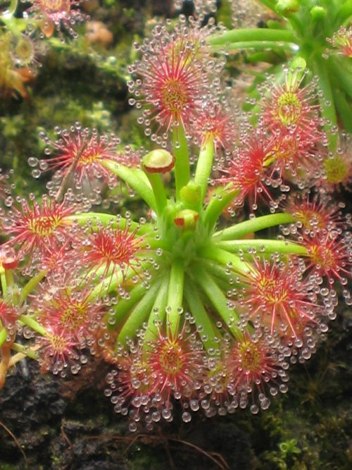 Drosera dichrosepala