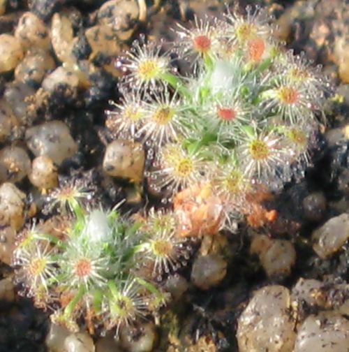 Drosera closterostigma 'mogumber'