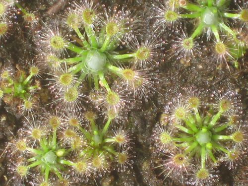 Drosera echinoblastus