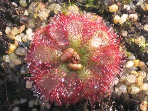 Drosera admirabilis