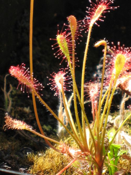 Drosera affinis 'Namibia'