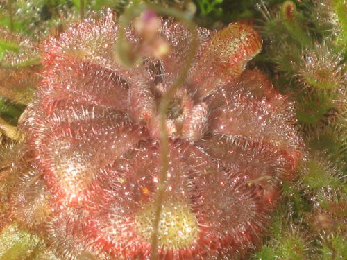 Drosera aliciae