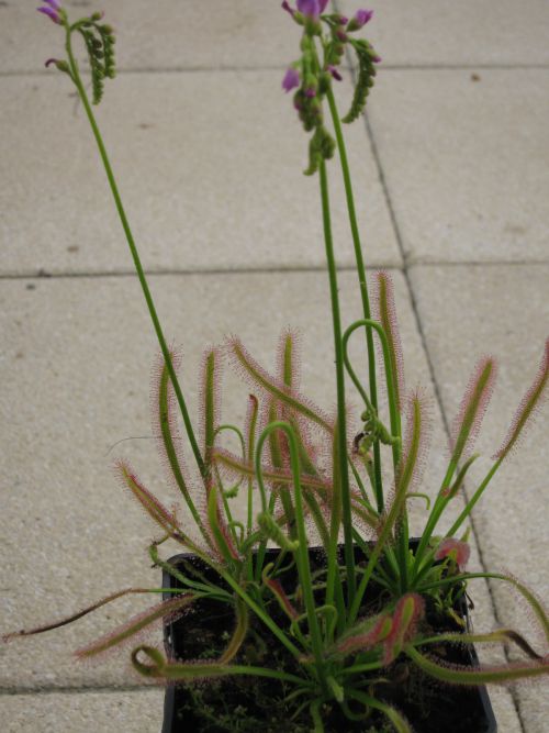 Drosera capensis