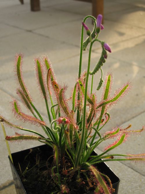 Drosera capensis f. velue