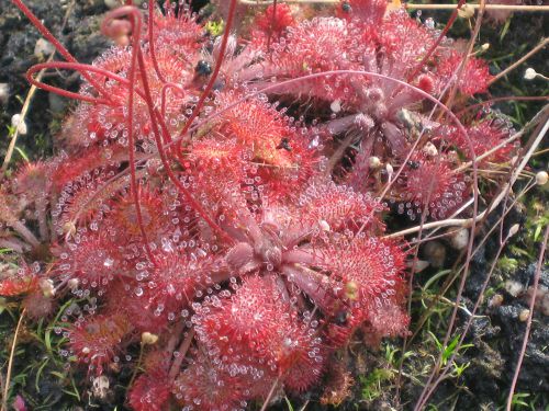 Drosera collinsiae