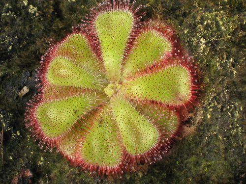 Drosera cuneifolia