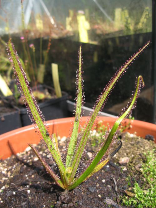 Drosera regia