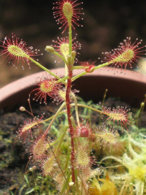 Drosera madagascariensis