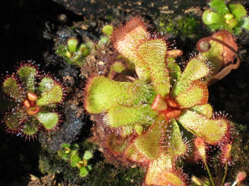 Drosera slackii