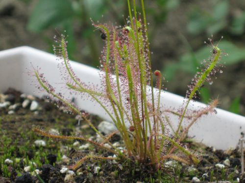 Drosera 'anfil'