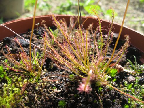 Drosera 'hybrida'