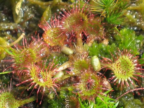 Drosera rotundifolia