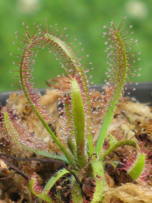 Drosera ascendens