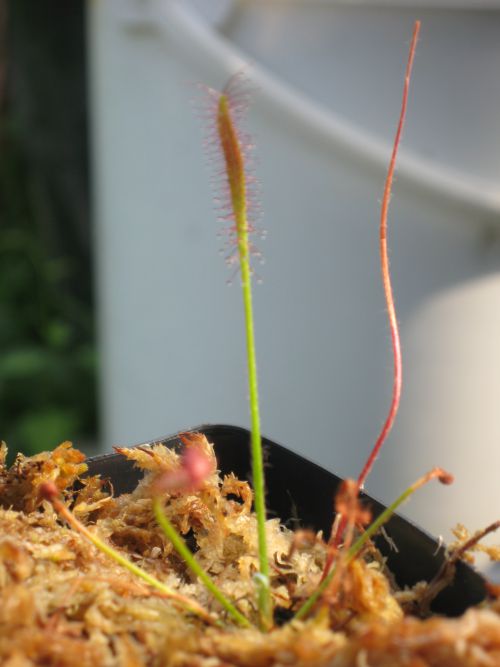 Drosera camporupestis