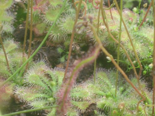 Drosera brevifolia