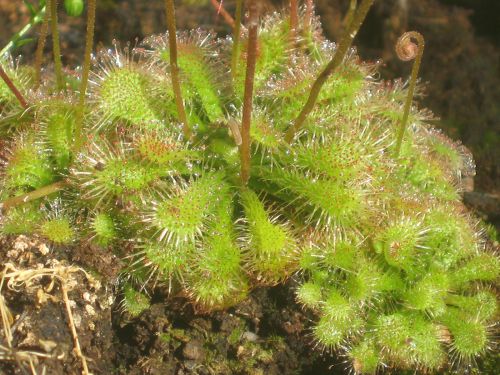 Drosera communis