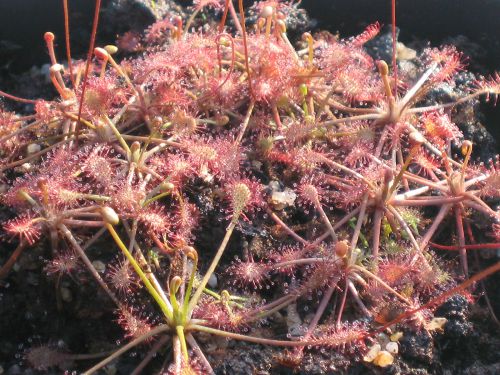 Drosera intermedia 'roraima' 