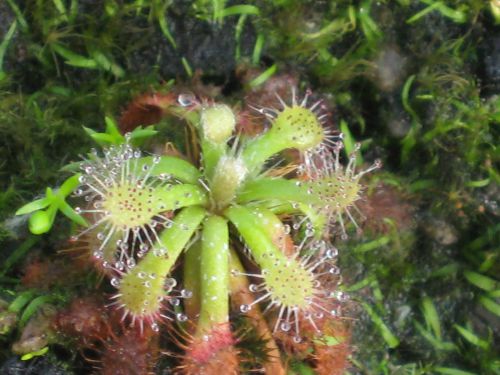 Drosera roraimae