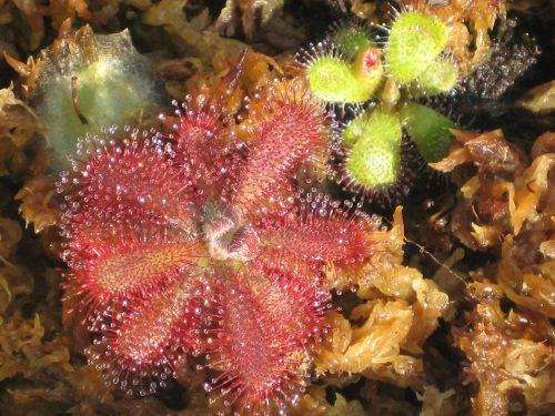 Drosera tomentosa