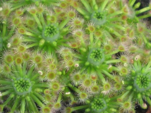 Drosera hyperstigma