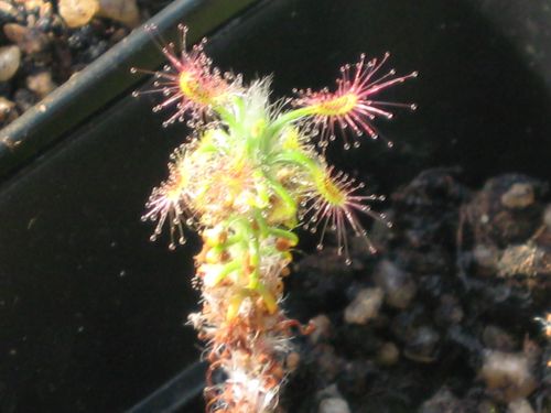 Drosera lasiantha