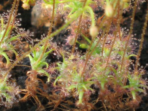 Drosera leioblastus