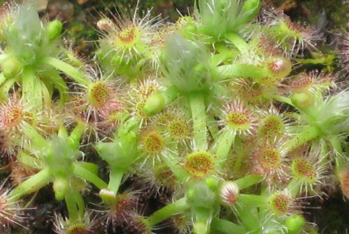 Drosera leucoblasta