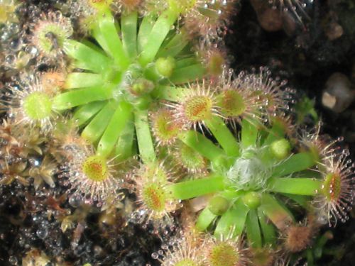 Drosera manii 