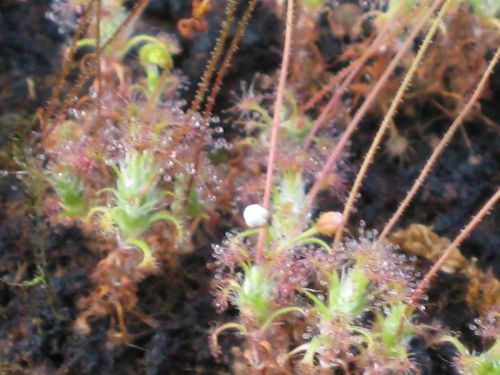 Drosera nitidula ssp leucostigma