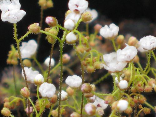 Fleurs de Drosera nitidula var. allantostigma  