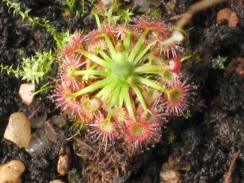 Drosera nitidula