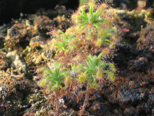 Drosera  stelliflora