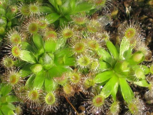 Drosera pulchella