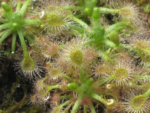 Drosera pygmaea