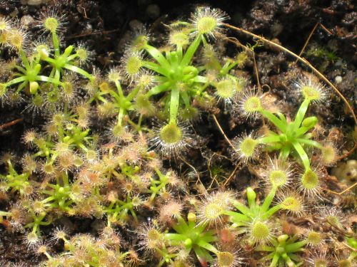 Drosera rechingeri