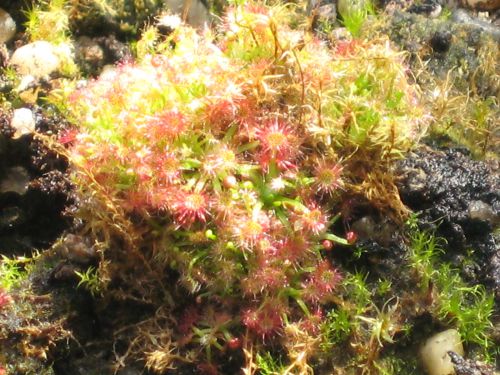 Drosera sargentii