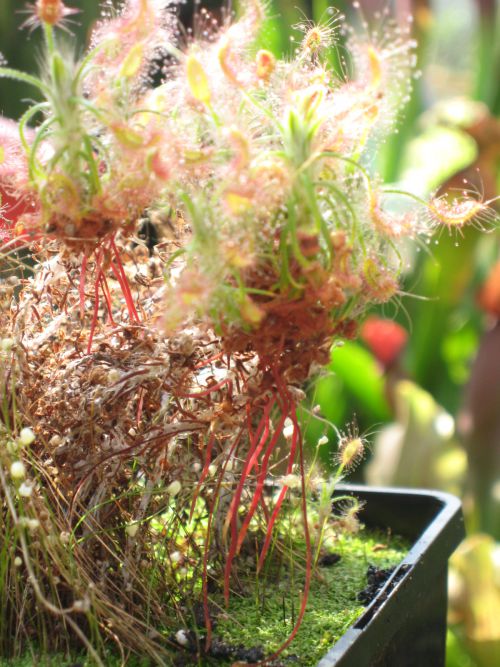 Drosera scorpioides