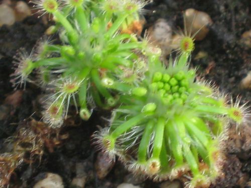 Drosera sewelliae